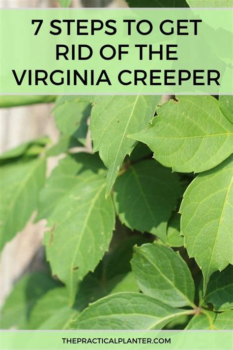 7 Steps To Get Rid Of The Virginia Creeper Virginia Creeper