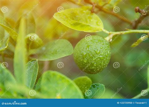 Unripe Green Lime Hanging From A Lime Tree Stock Photo Image Of Fresh