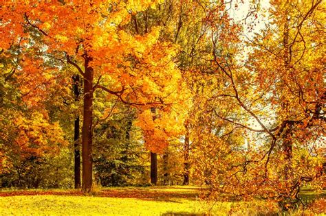 Autumn Fall Scene With Falling Leaves Beautiful Autumnal Park With