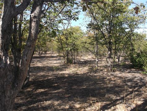 Botswana Farms For Sale BR05 Central Kalahari Game And Cattle Farm
