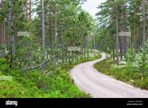 Curvy Gravel Road Through The Forest Stock Photo Alamy