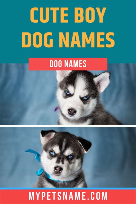 Cute Boy Dog Names Boy Dog Names Cute Dog Names Boy Cute Boy Dog Names