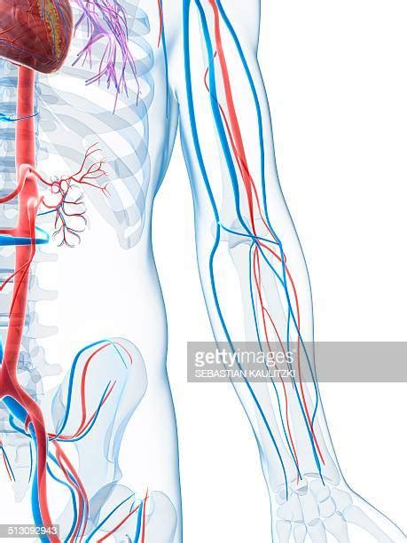 Arm Blood Vessels Photos And Premium High Res Pictures Getty Images