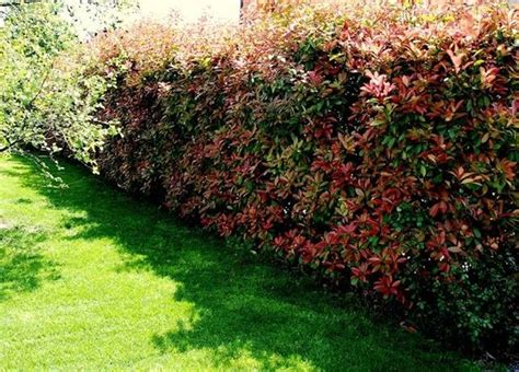 Se si preferiscono siepi fiorite bisogna orientarsi sulla lavanda, le rose, la potentilla, la santolina, l'abelia nana. Piante siepi sempreverdi - Siepi - Piante per siepi sempreverdi