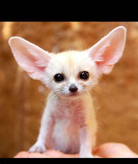 Fennec Fox These Tiny Nocturnal Foxes Reside In The Heart
