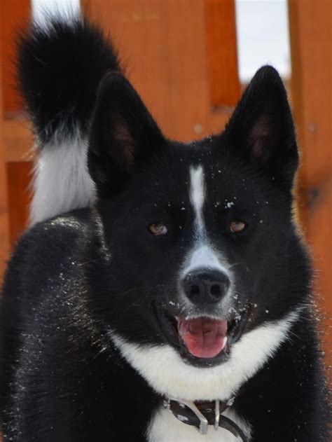 Fun slideshows of karelian bear dogs and puppies. AKC Karelian Bear Dog puppies available. | Karelian Bear ...