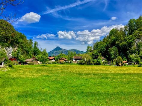 Meadow With Dandelions Near Oberaudorf In Bavaria Germany Flickr