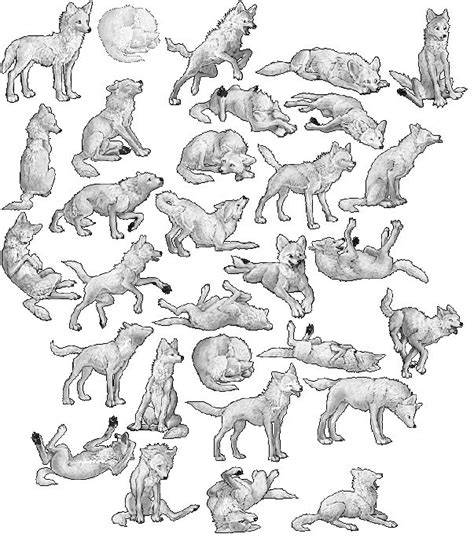 Pin On Drawing Canines In Different Poses