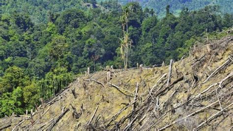 Ahli IPB Sebut Luas Tutupan Hutan Di Pulau Jawa Tinggal 17 Persen