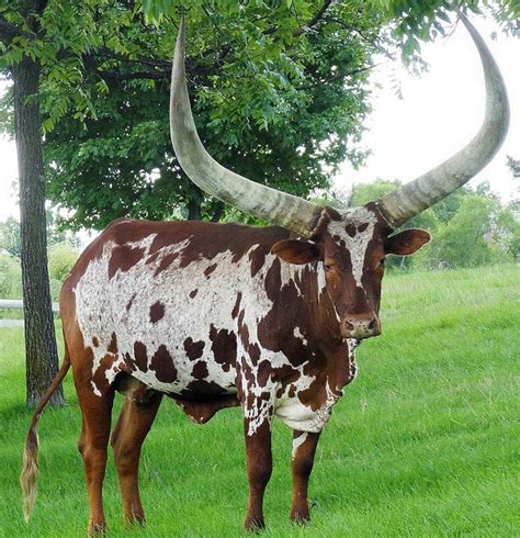 The Amazing Horns of the Ankole-Watusi Cattle | Animals Zone