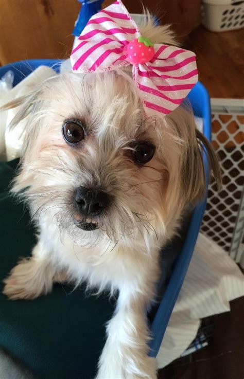 Havanese are good natured, fun loving, smart and can be easily trained. Adopt Vienna in Minneapolis, MN on | Pets, Adoption, Havanese