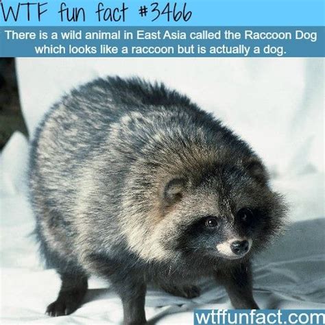Raccoon Dog A Dog That Look Like A Raccoon Wtf Fun Facts Visit