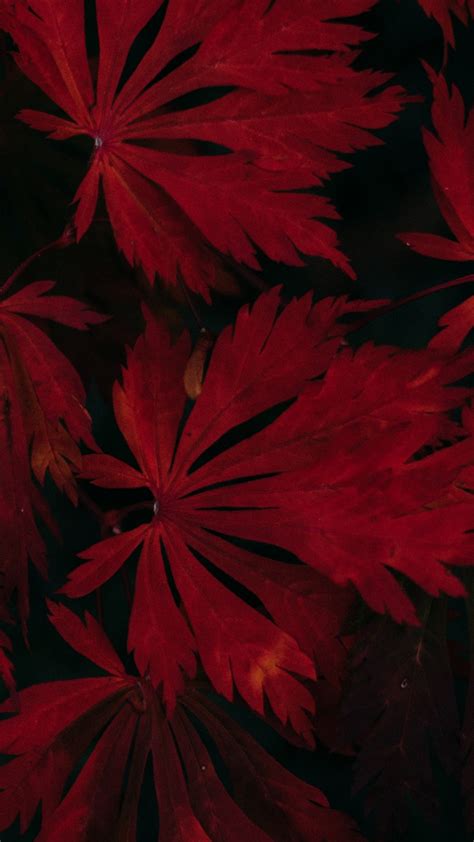 Closeup View Of Red Autumn Leaves 4k Hd Nature Wallpapers Hd