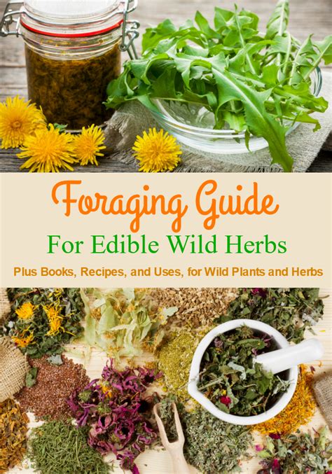Planting vegetable seeds or transplants at the correct time is important for getting the most out of your garden. Edible Wild Plants, Foraging Herbs in the Wild - Snack Rules