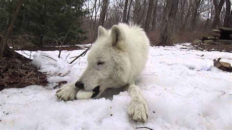 Arctic Wolf Atka Eats An Eggeventually Youtube