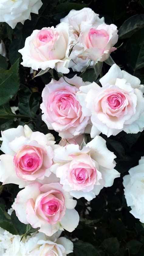 White And Pink Rose Wallpaper Beautiful Rose Flowers Most Beautiful