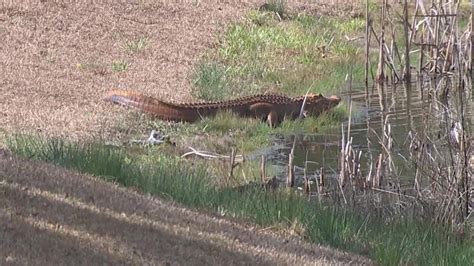 Orange Alligators Raising Eyebrows In South Carolina Cnn Video