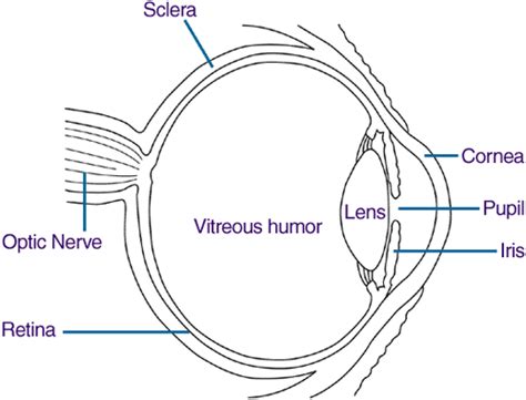 Diagram Of The Eye Showing The Location Of The Iris Pupil Cornea