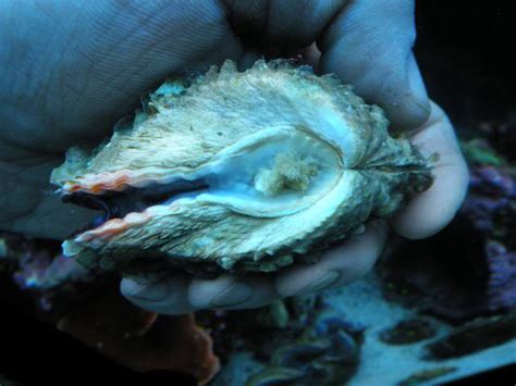 Humans are also predators of the giant clam. Giant clam ID. | REEF2REEF Saltwater and Reef Aquarium Forum