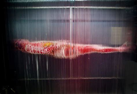 Meat Curtains Creepy