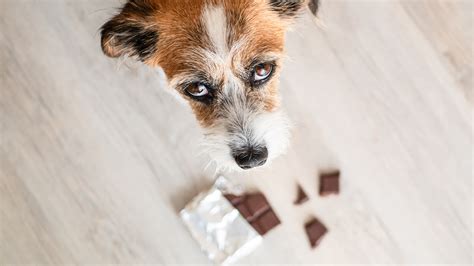 Why Is Chocolate Bad For Dogs Is Any Amount Safe For Dogs Goodrx