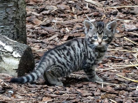 Four Rare Scottish Wildcat Kittens Born In Highland Park Express And Star