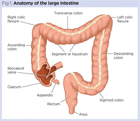 What Are The Parts Of The Large Intestine Bios Pics
