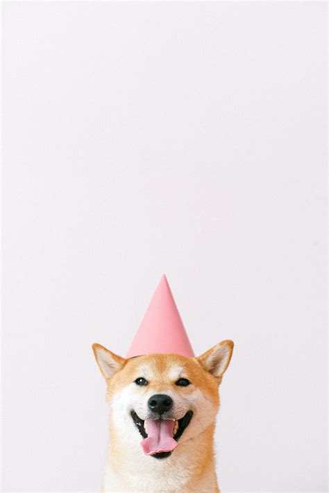 Cute Dog Wearing A Party Hat · Free Stock Photo