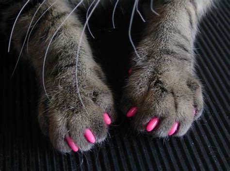 With your cat in your lap, place a. Kitty dog Caps Soft Nail Claws Paws Cats pick size color ...