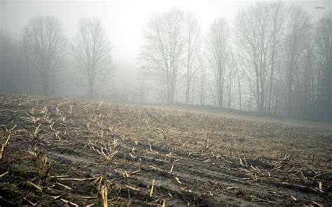 Foggy Field Wallpapers 4k Hd Foggy Field Backgrounds On Wallpaperbat