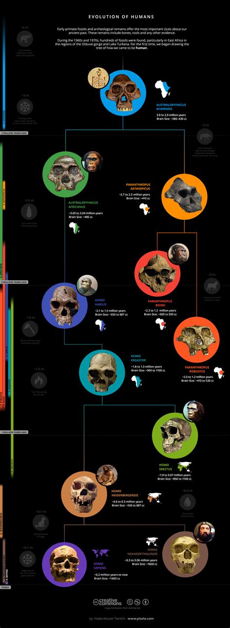 Creative Commons Infographic Human Evolution On Behance