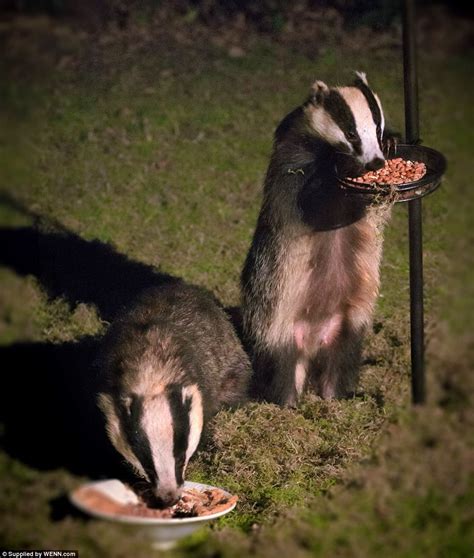 These Two Hungry Badgers Were Captured On Camera In The Dead Of Night