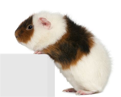 5 Of The Worlds Rarest Guinea Pig Color Xo My Pets