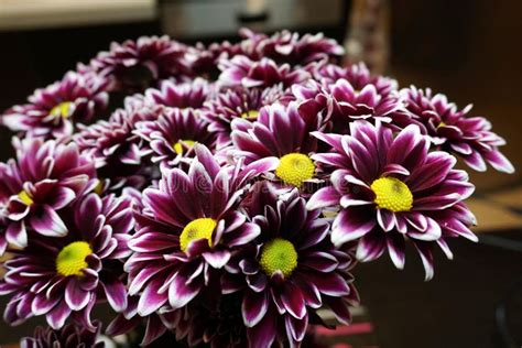 Purple Chrysanthemum Flowers With Yellow Centre Stock Photo Image Of