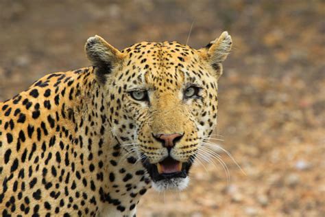 Free Images Animal Wildlife Fauna Savanna Leopard Close Up