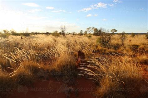 Image Of Northern Territory Grasslands Austockphoto