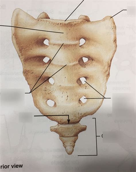 Sacrum And Coccyx Anterior View Diagram Quizlet