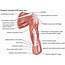 Upper Arm/Shoulder  CYHS Applied Sports Medicine
