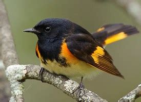 Yellow spot between the eye and bill. American Redstart, Identification, All About Birds ...