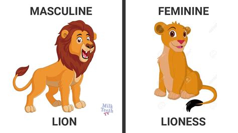 Learn Genders In English With Pictureslearn Masculine Feminine Gender