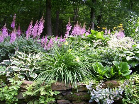 A Comprehensive Guide To Growing And Caring For Astilbe An Elegant