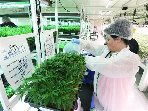 Find the latest sundial growers inc. Alberta cannabis grower layoffs point up concerns over ...