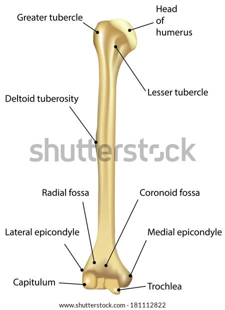 Drag the labels onto the diagram to identify the different types of fibrous and cartilaginous joints. Humerus Labeled Diagram Stock Vector (Royalty Free) 181112822