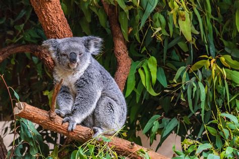 Tapeta Na Monitor Zvířata Zvíře Koala Austrálie