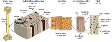 Structure Of Human Cortical Bone Human Bone Comes In The Form Of