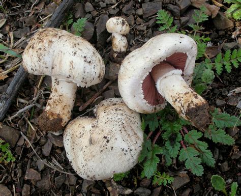 Agaricus Bisporus The Ultimate Mushroom Guide 10 Recipes