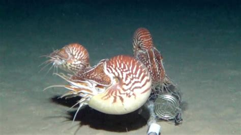 Top 196 Nautilus Marine Animal