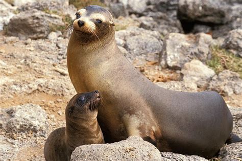 Sea Lions Dying From Cancer Linked To Herpes Toxins