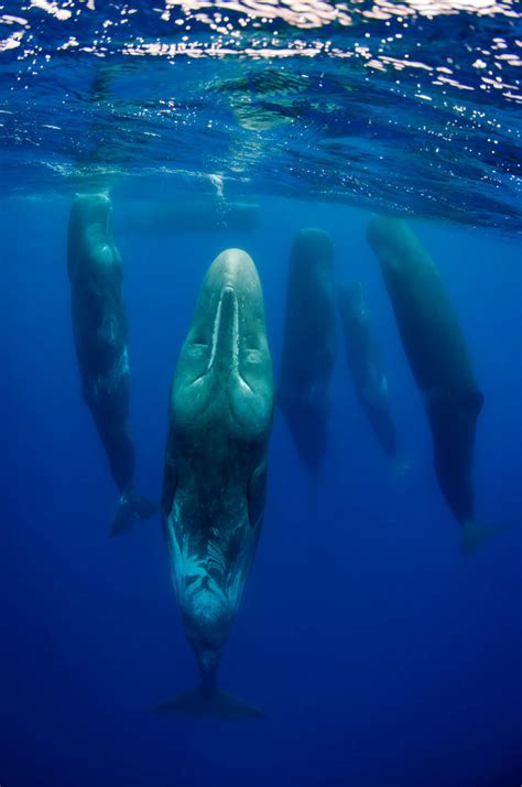 The Life Neurotic With Steves Issues A Pod Of Sperm Whales Shown