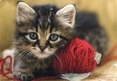 Kitten And Yarn Remembering Letters And Postcards
